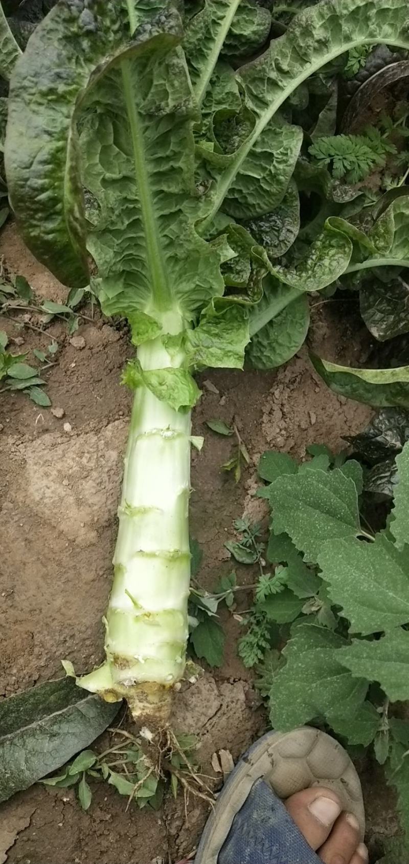 定西精品莴笋现挖现发量大从优产地直发
