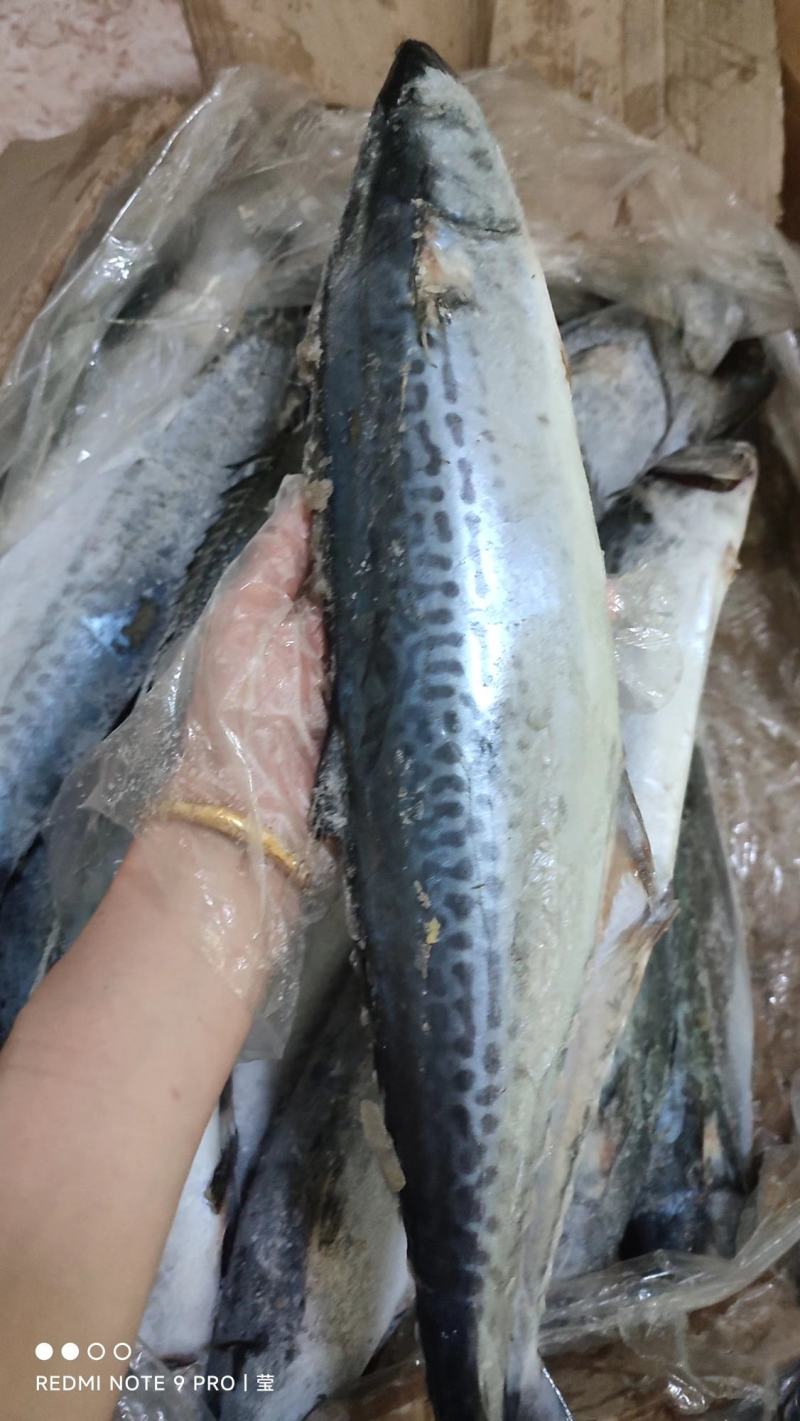 【推荐】广西北部湾船冻天然马鲛鱼片，肉质鲜美好吃。