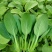 四季播蔬菜鸡毛菜种子小白菜小青菜小油菜易种活阳台盆栽菜园