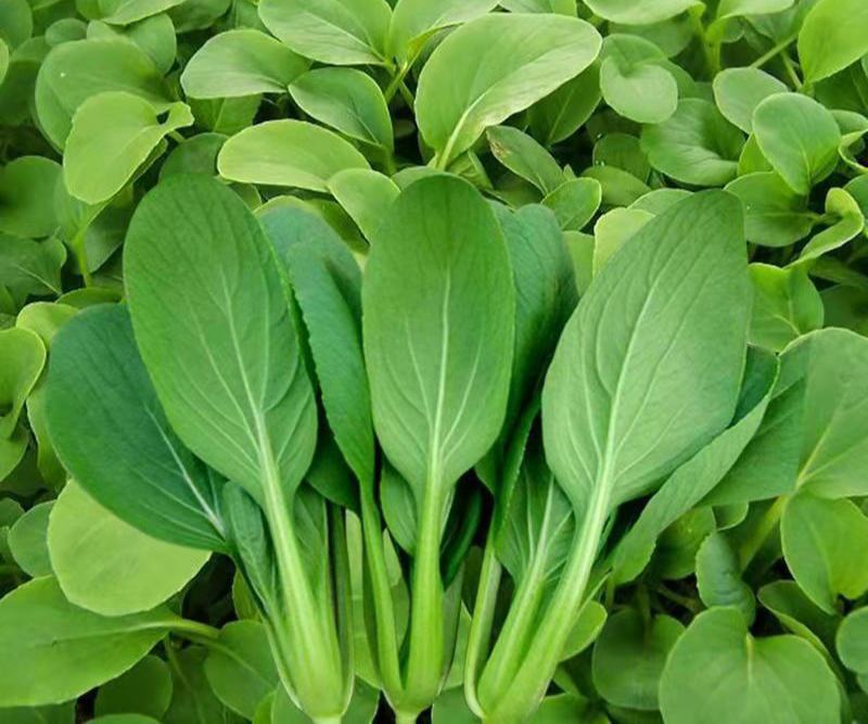 四季播蔬菜鸡毛菜种子小白菜小青菜小油菜易种活阳台盆栽菜园