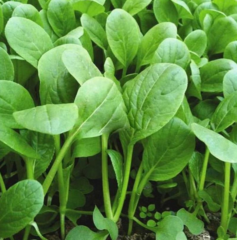 四季播蔬菜鸡毛菜种子小白菜小青菜小油菜易种活阳台盆栽菜园