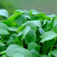 四季播蔬菜鸡毛菜种子小白菜小青菜小油菜易种活阳台盆栽菜园