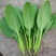 四季播蔬菜鸡毛菜种子小白菜小青菜小油菜易种活阳台盆栽菜园