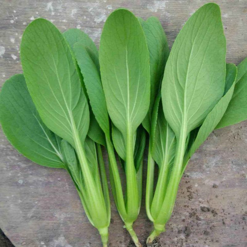 四季播蔬菜鸡毛菜种子小白菜小青菜小油菜易种活阳台盆栽菜园