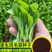 四季播蔬菜鸡毛菜种子小白菜小青菜小油菜易种活阳台盆栽菜园