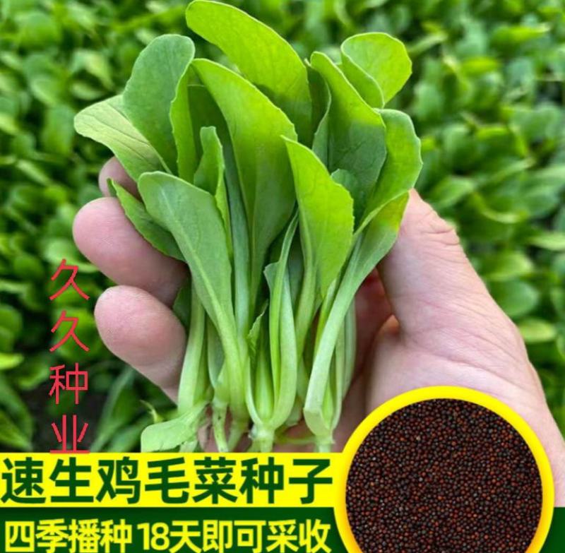 四季播蔬菜鸡毛菜种子小白菜小青菜小油菜易种活阳台盆栽菜园