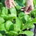 四季播蔬菜鸡毛菜种子小白菜小青菜小油菜易种活阳台盆栽菜园