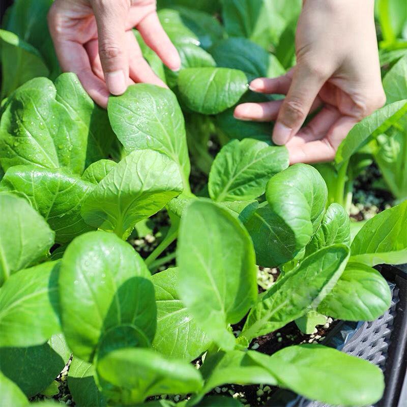 四季播蔬菜鸡毛菜种子小白菜小青菜小油菜易种活阳台盆栽菜园