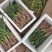 【精选】甘肃红根蒜苗现货大量供应可视频看货欢迎咨询