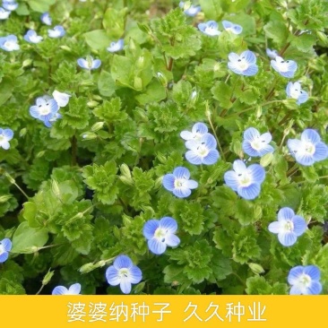 婆婆纳种子耐寒花籽四季易播园林绿化景观花种子花海