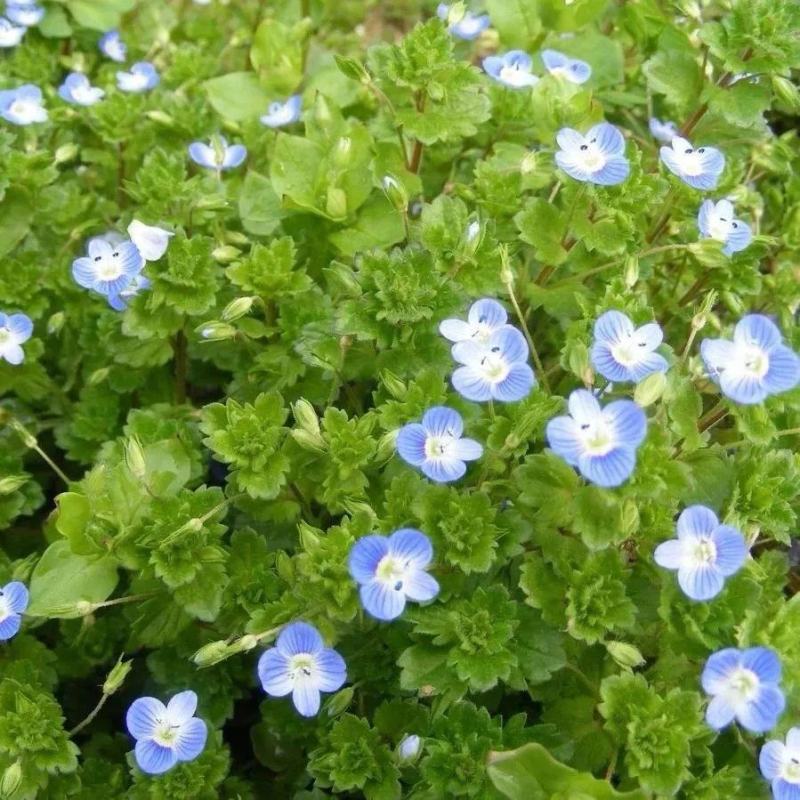 婆婆纳种子耐寒花籽四季易播园林绿化景观花种子花海