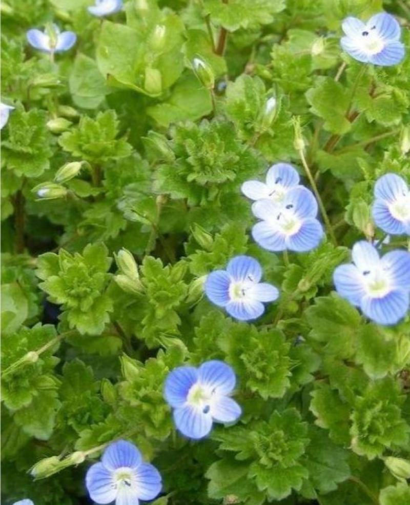 婆婆纳种子耐寒花籽四季易播园林绿化景观花种子花海