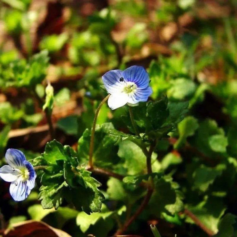 婆婆纳种子耐寒花籽四季易播园林绿化景观花种子花海