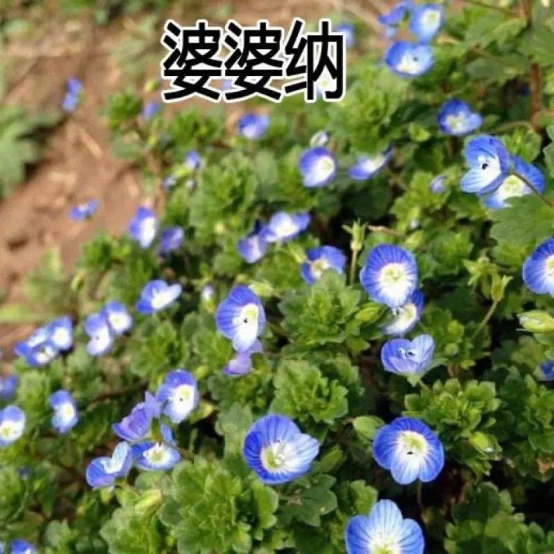 婆婆纳种子耐寒花籽四季易播园林绿化景观花种子花海
