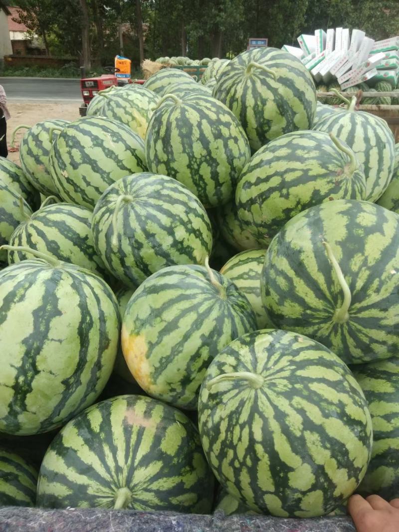 宜城精品麒麟美都，高糖度，小薄皮，产地大量上市，全国发货