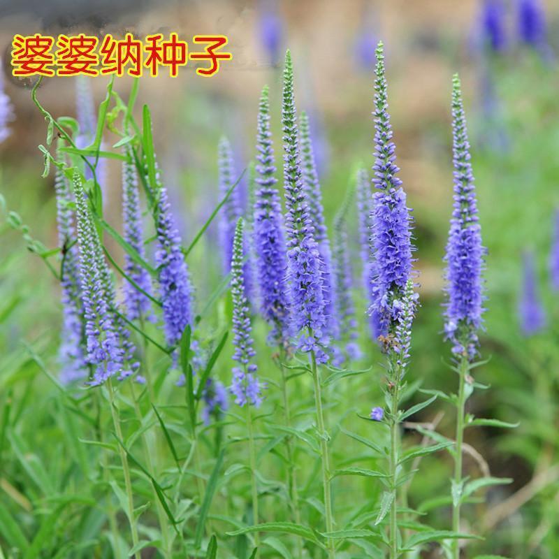 穗花婆婆纳花卉种子多年生宿根春秋播种简单易活阳台庭院