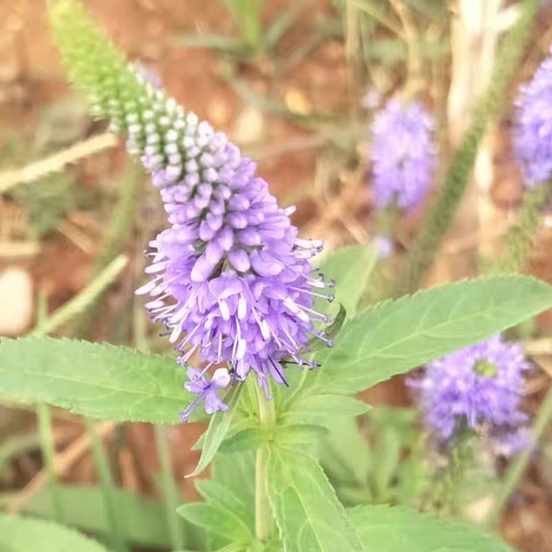 穗花婆婆纳花卉种子多年生宿根春秋播种简单易活阳台庭院