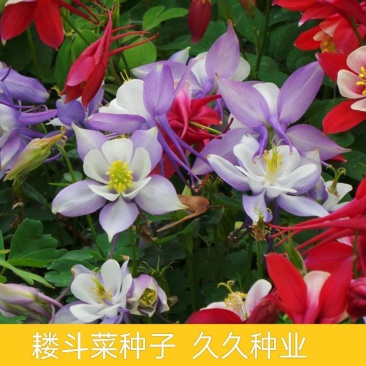 耧斗菜种子花种籽大花多年生阳台室外庭院易播易活猫爪花花期