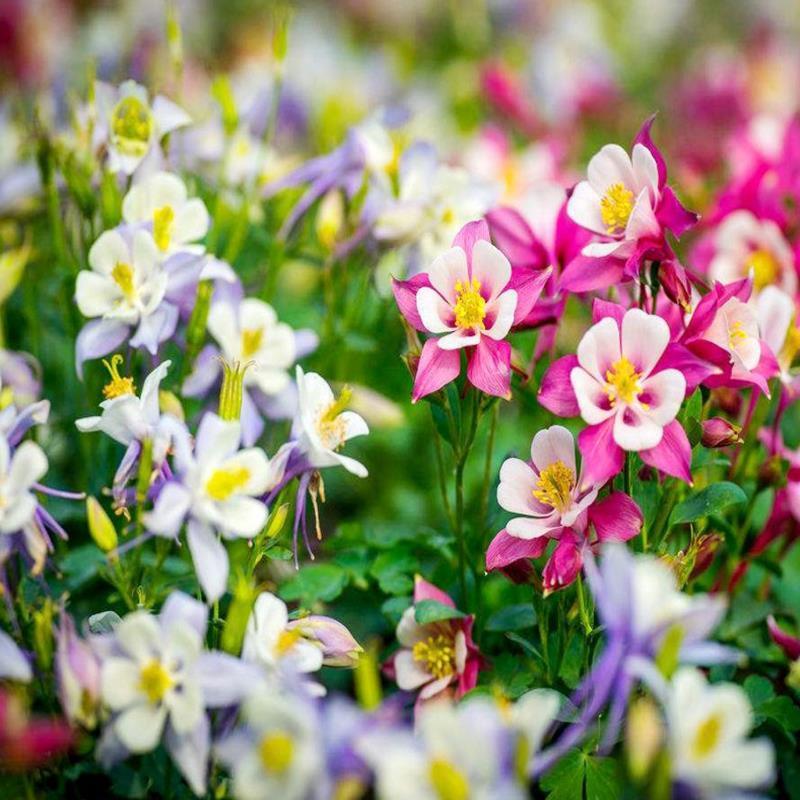 耧斗菜种子花种籽大花多年生阳台室外庭院易播易活猫爪花花期