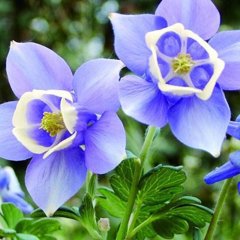 耧斗菜种子花种籽大花多年生阳台室外庭院易播易活猫爪花花期