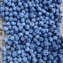 蓝莓自家地里的无公害