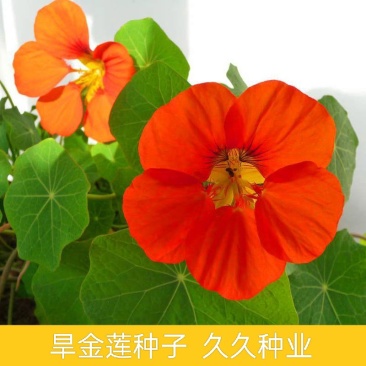 旱金莲种子四季种易活开花不断春秋季阳台盆栽室外攀爬植物