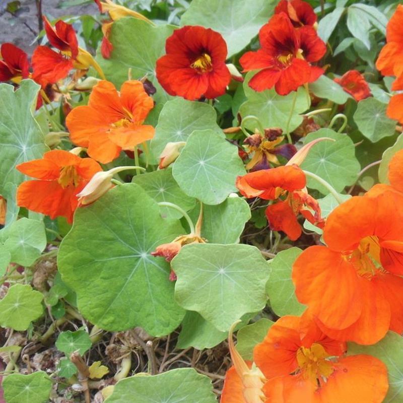 旱金莲种子四季种易活开花不断春秋季阳台盆栽室外攀爬植物