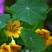 旱金莲种子四季种易活开花不断春秋季阳台盆栽室外攀爬植物