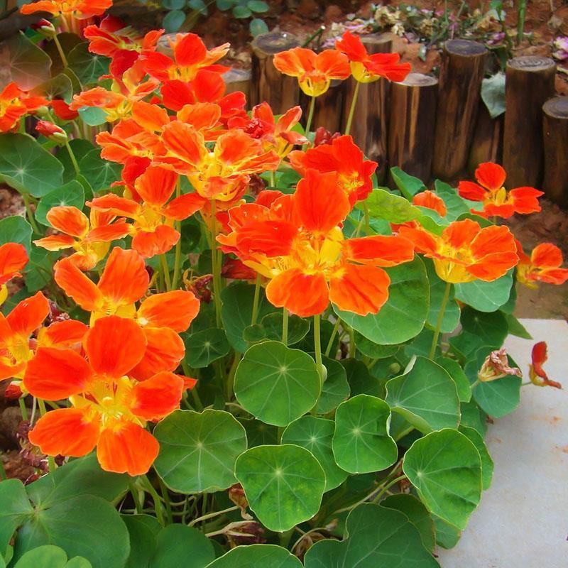 旱金莲种子四季种易活开花不断春秋季阳台盆栽室外攀爬植物