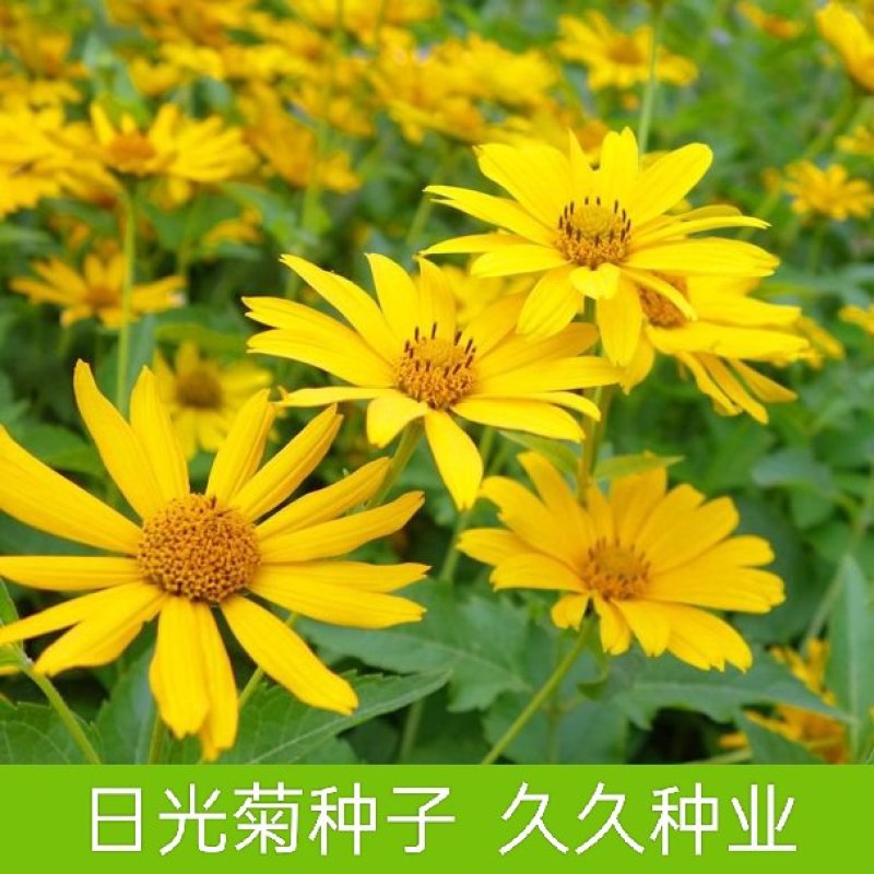 日光菊种子多年生宿根黄色小雏菊花种籽开花不断春夏播种耐寒