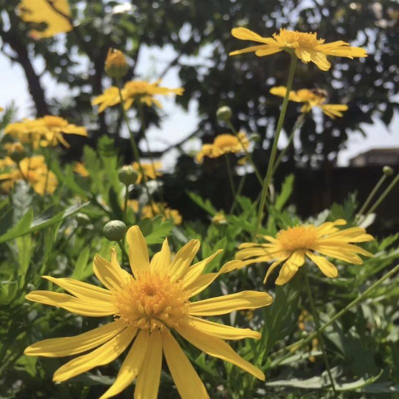 日光菊种子多年生宿根黄色小雏菊花种籽开花不断春夏播种耐寒