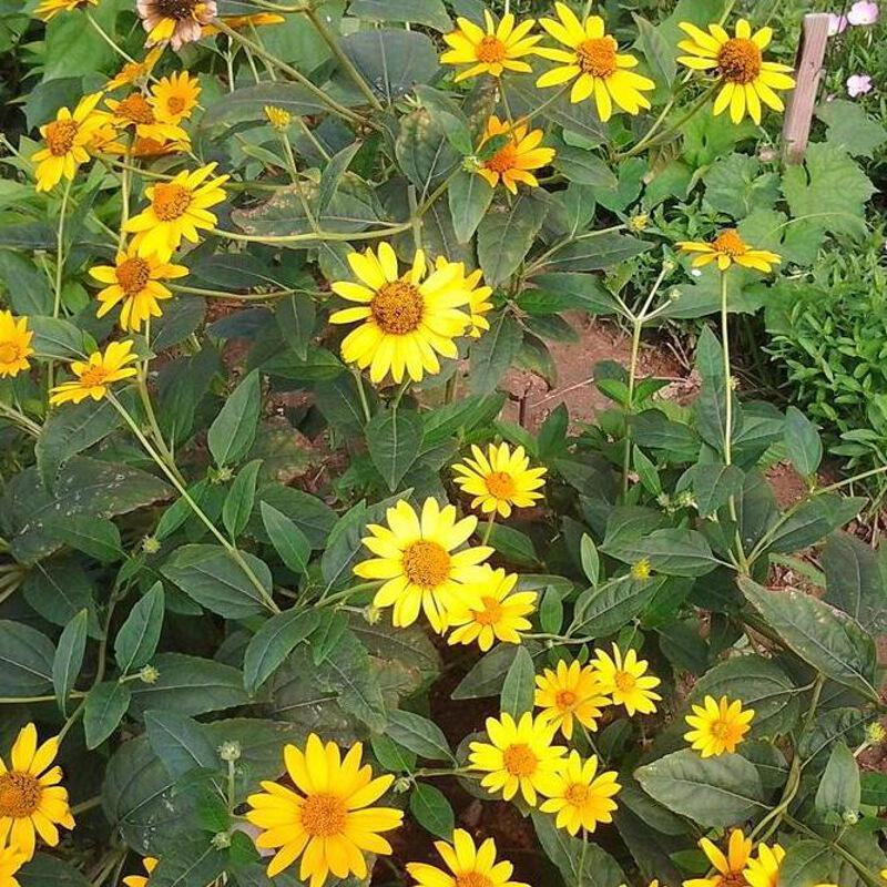 日光菊种子多年生宿根黄色小雏菊花种籽开花不断春夏播种耐寒