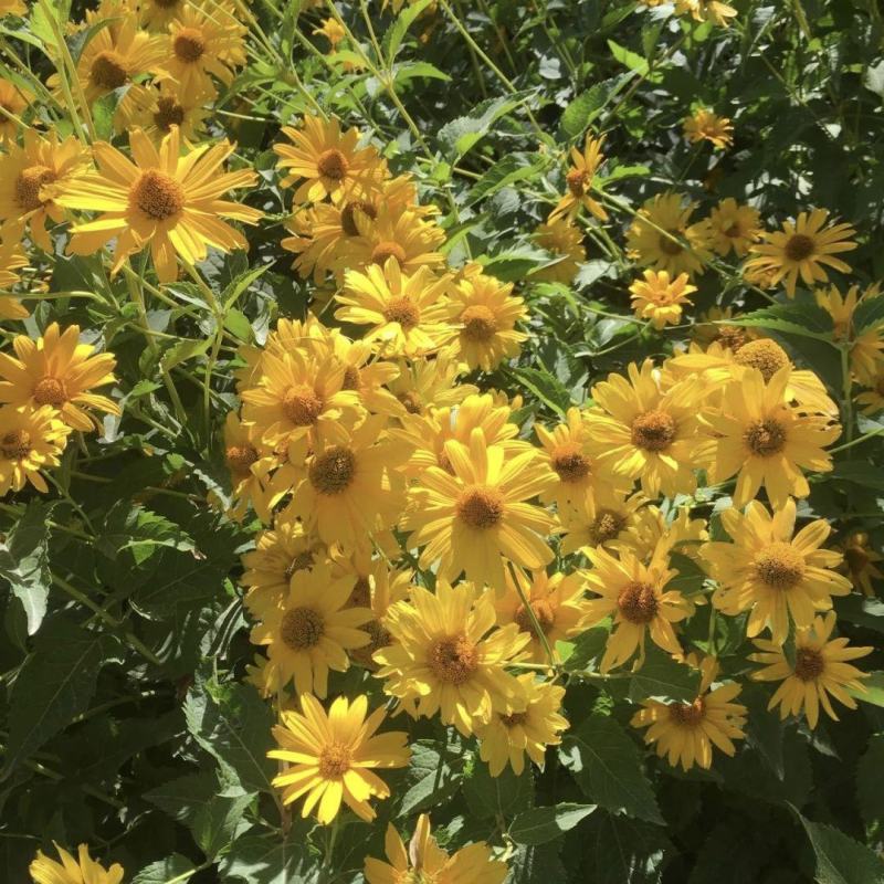 日光菊种子多年生宿根黄色小雏菊花种籽开花不断春夏播种耐寒