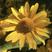 日光菊种子多年生宿根黄色小雏菊花种籽开花不断春夏播种耐寒
