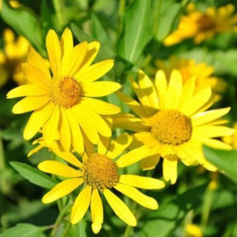 日光菊种子多年生宿根黄色小雏菊花种籽开花不断春夏播种耐寒