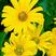 日光菊种子多年生宿根黄色小雏菊花种籽开花不断春夏播种耐寒
