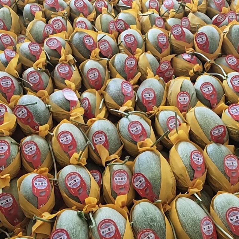 黄皮甜瓜，久红瑞黄皮甜瓜，九红瑞，黄皮甜瓜，产地直供，