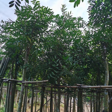 桃花心木8公分