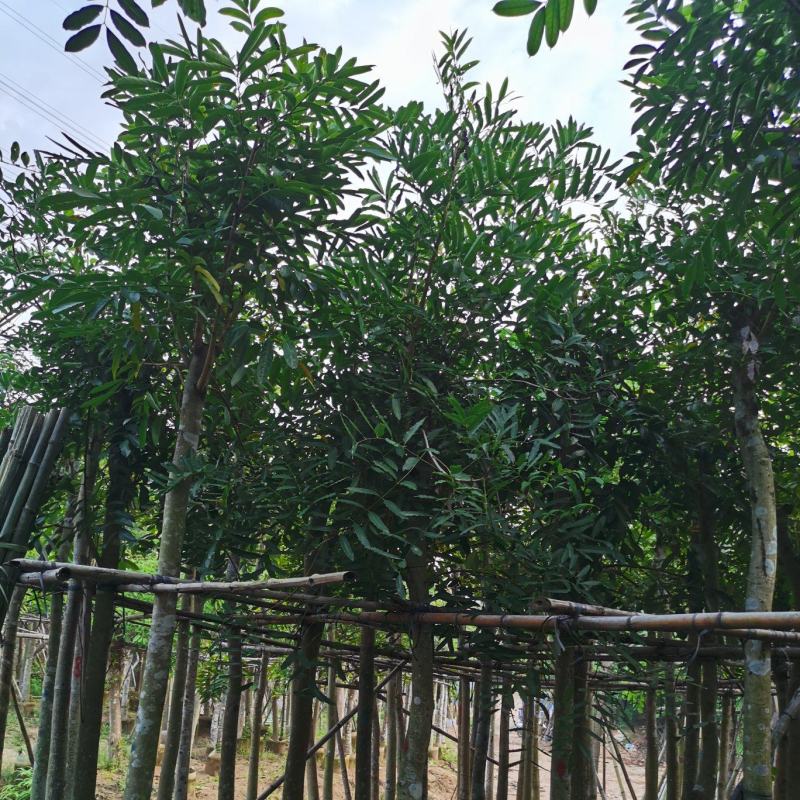 桃花心木8公分