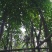 桃花心木8公分