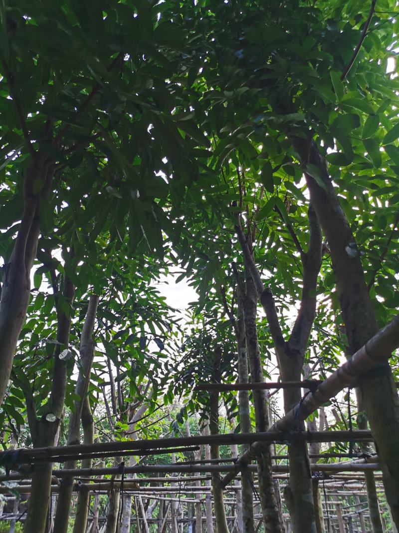 桃花心木8公分