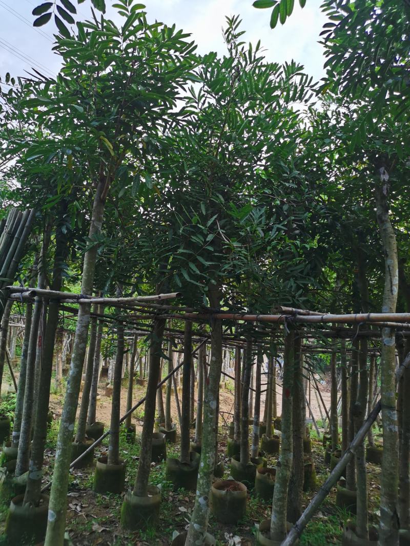 桃花心木8公分