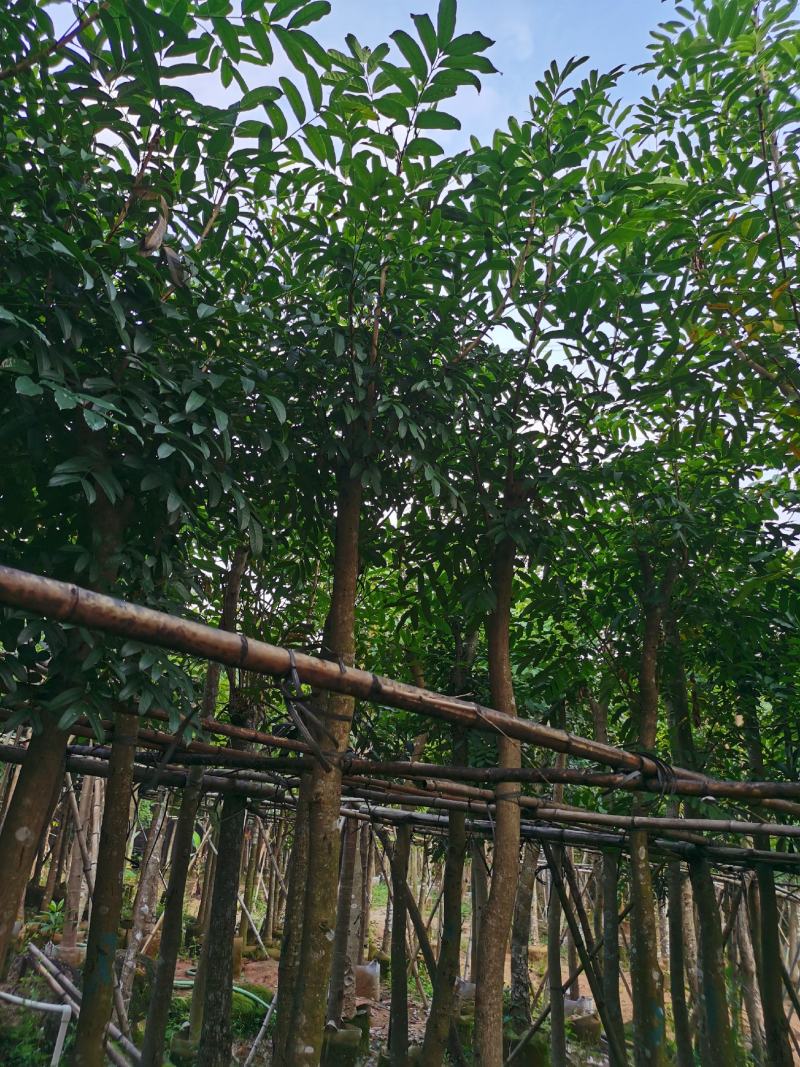 桃花心木8公分