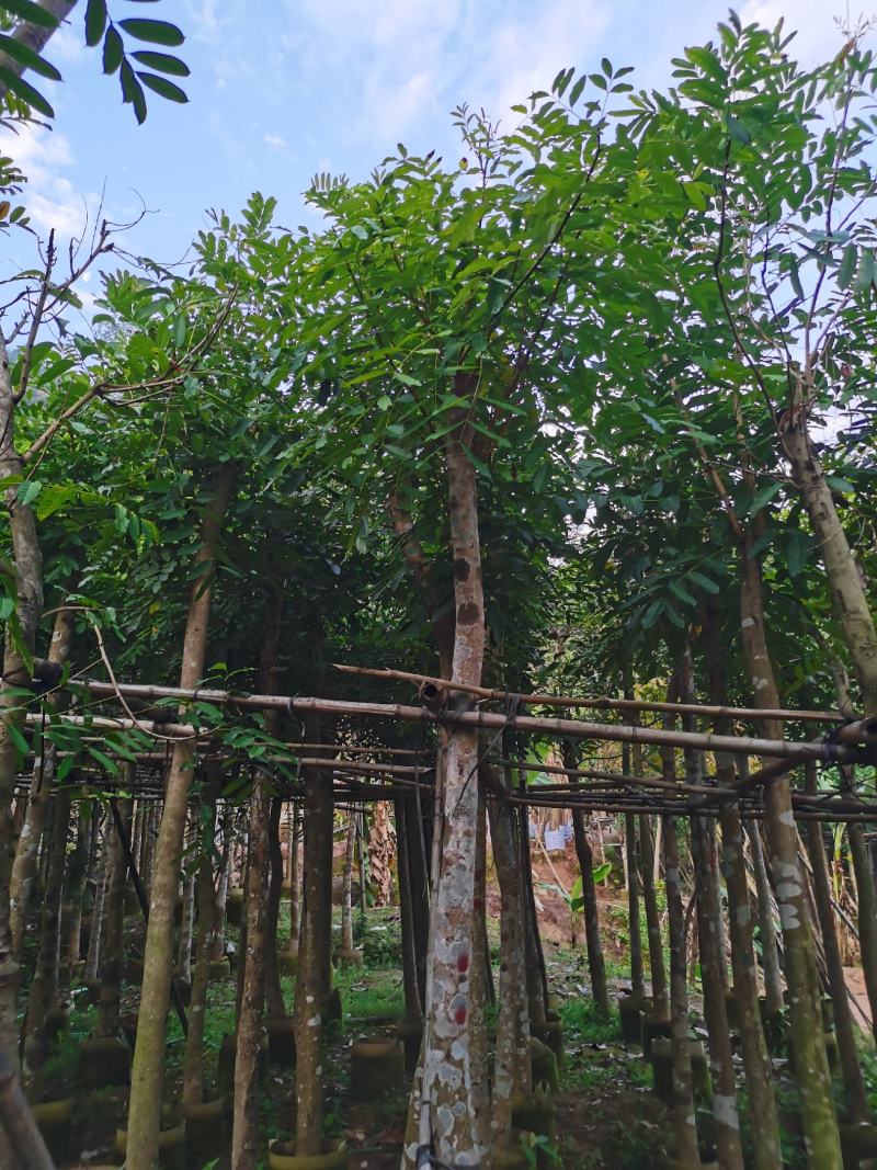 桃花心木8公分