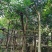 桃花心木8公分