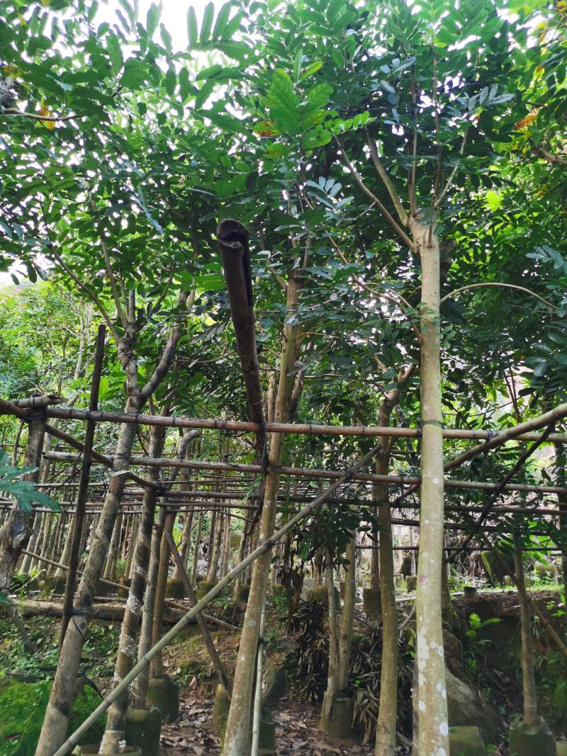 桃花心木8公分