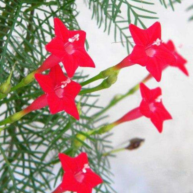 羽叶茑萝花种子庭院爬藤植物五角星花盆栽阳台四季易种活开花