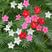 羽叶茑萝花种子庭院爬藤植物五角星花盆栽阳台四季易种活开花