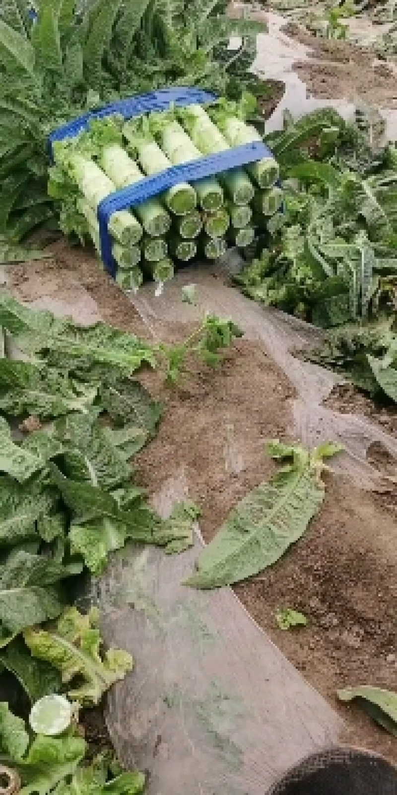 沂南紫叶莴苣丰元果蔬专业合作社产地一手货源全国发货