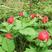 蛇莓种子红色野草莓四季易种阳台园艺花种子观果花海花籽